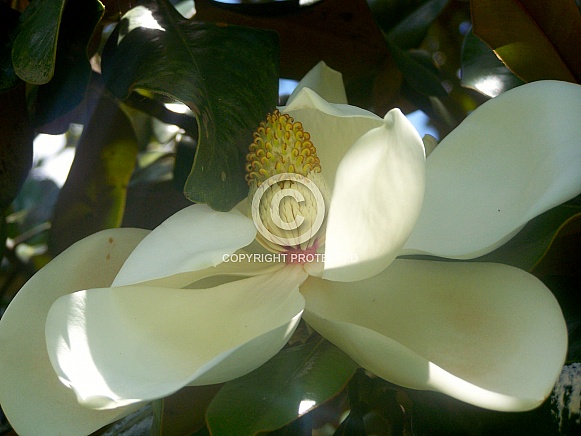 Southern Magnolia Flower