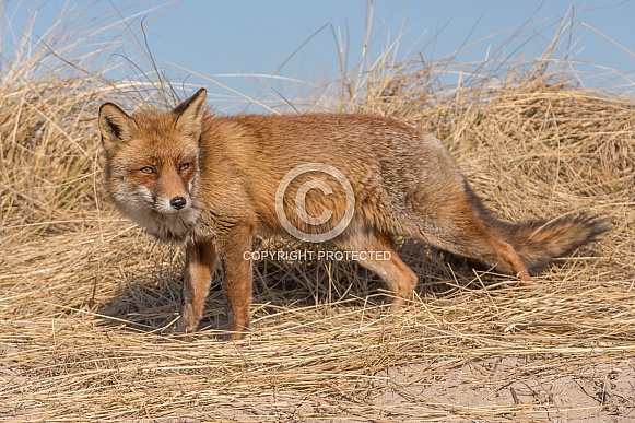 Red Fox