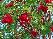 Mountain Ash Tree Bright Red Berries