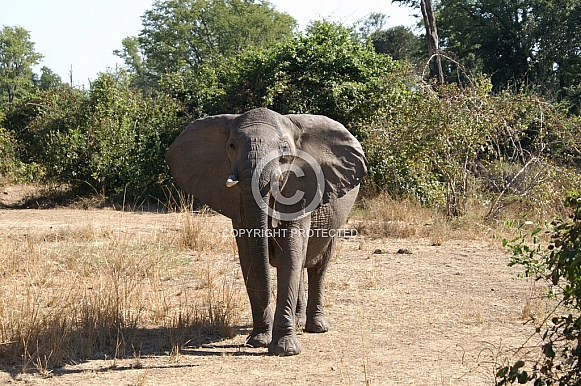 African Elephant
