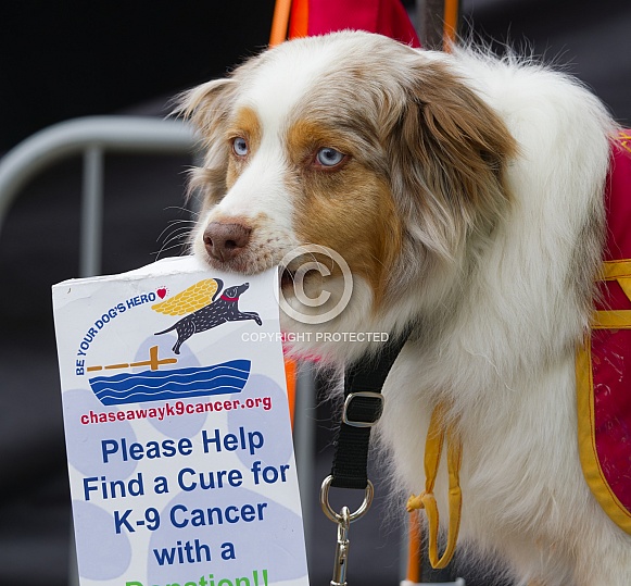 Border Collie or Australian Shepherd