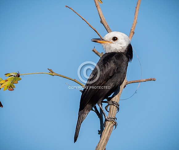 White-headed Marsh Tyrant