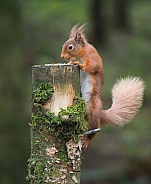 Red Squirrel