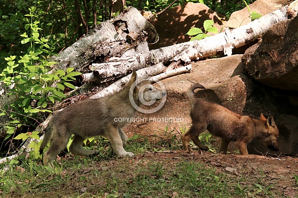 Wolf and Wolf Pups