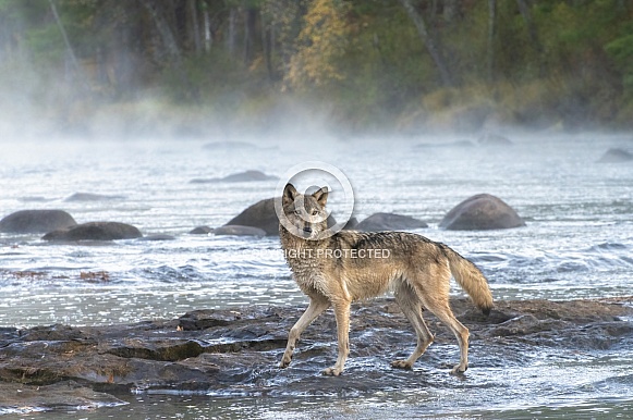 Grey Wolf (Male) Grey Wolf (Male)