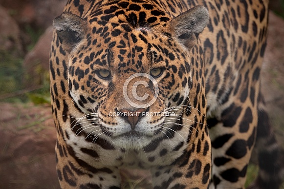 Jaguar Close Up