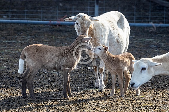 Baby sheep Lambs