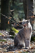 Lynx licking his lips