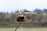 Short Eared Owl--Twisted SEO