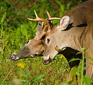 White tail deer