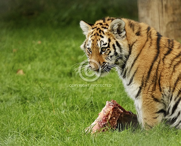 Tiger cub