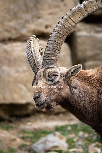Ibex