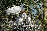 The Eurasian spoonbill