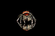 Jumping Spider