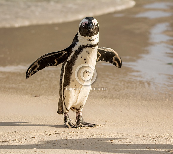 African Penguin