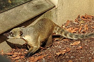 Ring-tailed Coati