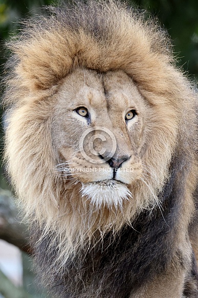 Lion (Panthera Leo)