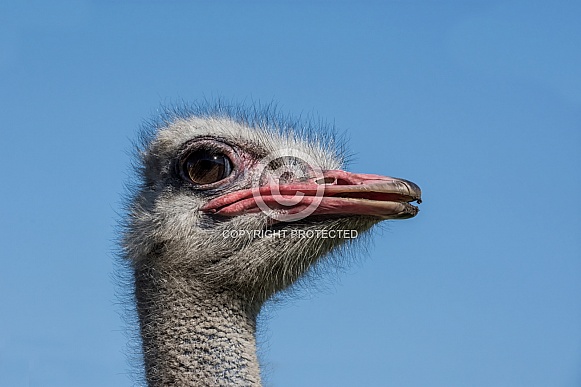 Ostrich Head