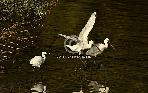Spoonbills and Little Egret