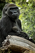 Western Lowland Gorilla
