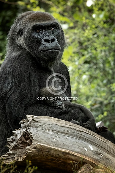 Western Lowland Gorilla