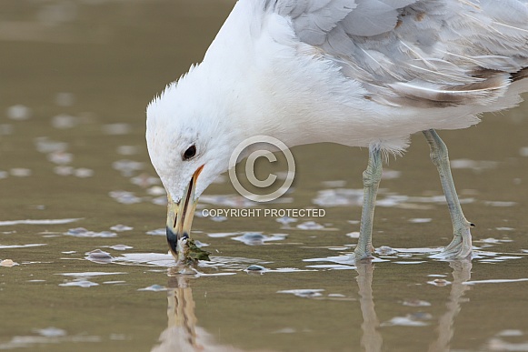 Ring-billed gull Ring-billed gull