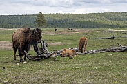 Bison with Calves in Yellowstone National Park