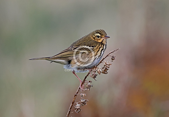 Olive backed Pipit