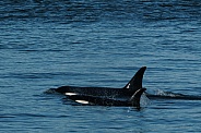 Orcas / Killer Whales