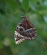 Giant Owl butterfly