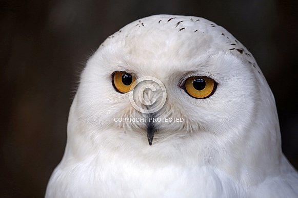 Snowy owl (Bubo scandiacus) Snowy owl (Bubo scandiacus)