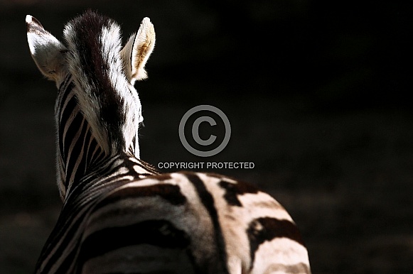 Chapman's zebra Chapman's zebra