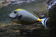 Naso Tang Fish