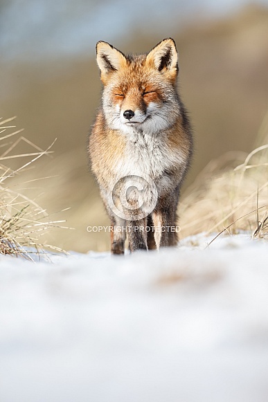 Red fox in Nature Red fox in Nature