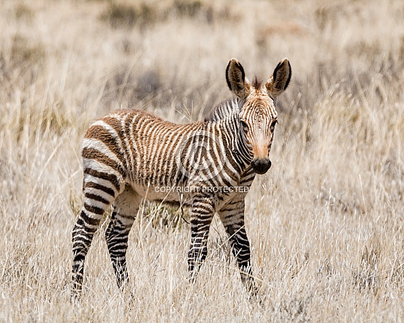 Zebra Foal