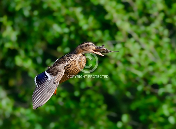 Female Mallard in flight