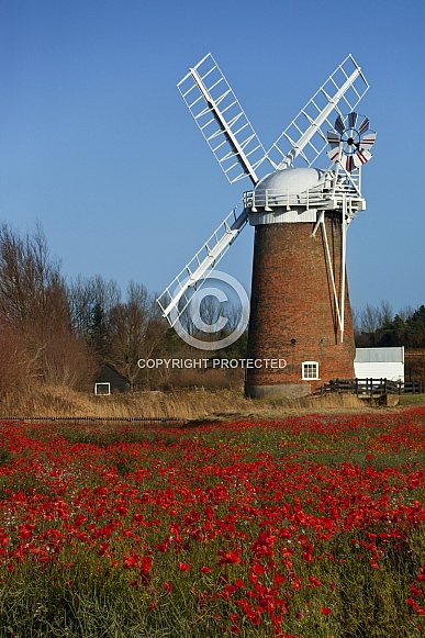 Poppy field - Norfolk - England