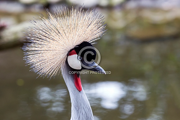 Grey crowned crane (Balearica regulorum)