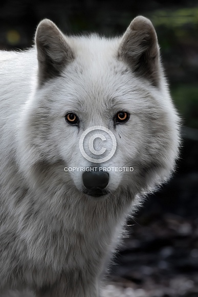 Wolf Dog