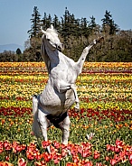 Arabian Horse--Arabian And Tulips