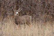 Mule Deer, Odocoileus hemionus