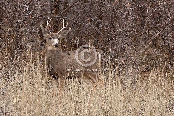 Mule Deer, Odocoileus hemionus Mule Deer, Odocoileus hemionus