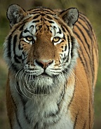 Amur Tiger Close Up Portrait