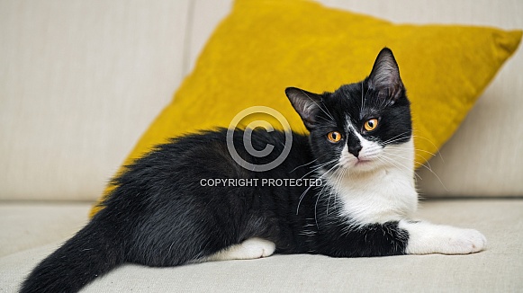 Young black and white cat