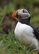 Puffin