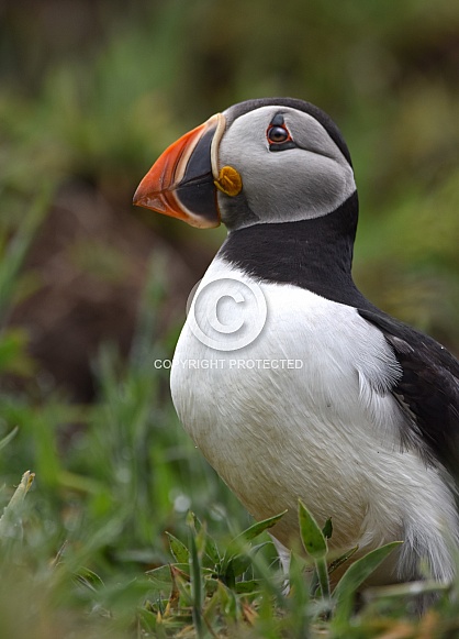 Puffin