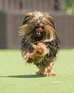 Long-Haired Miniature Yorkshire Terrier Running