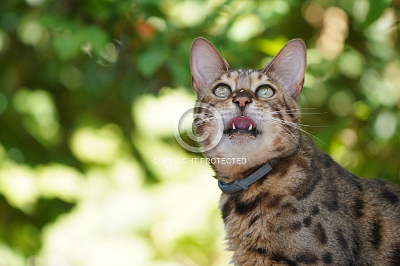 Bengal Cat