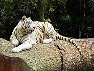 White Tiger