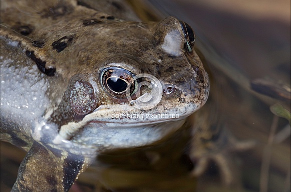 Common Frog Common Frog